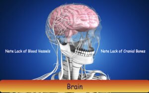 Brain Fog