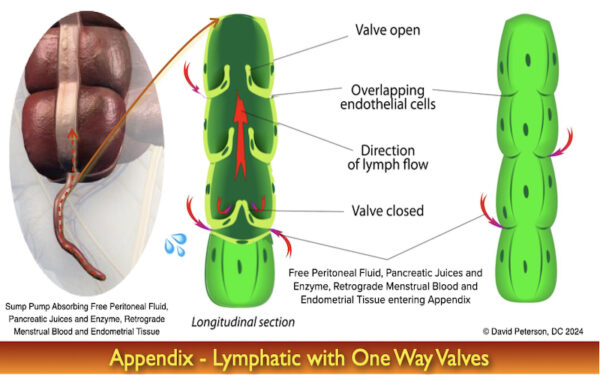 The Appendix: Evolutionary Blunder or Vital Organ? Unveiling Its True ...