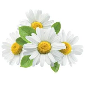 Chamomile Supplement - Herbal Beta Blocker, Melatonin Surge Reduction