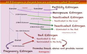 The Immune Boosting Role of Estrone (E1) and Estradiol (E2) in the Menstrual Cycle and Hormone Replacement Therapy