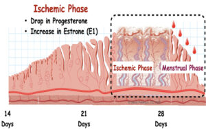 Does the sex hormone Estrone (E1) stimulate the following cytokines: IL-2, IL-12, IL-21, IL-36α, INF-ƴ, TNF-α