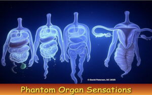 Phantom Sensations Explained: What Happens When Organs Like the Gallbladder or Uterus Are Removed