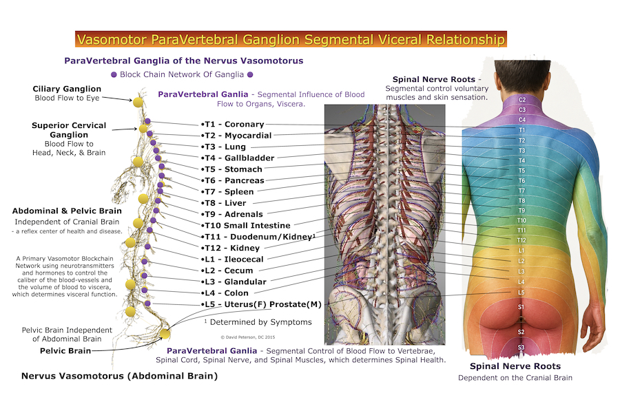 Revolutionize Your Adjustments: Understand Paravertebral Ganglia Segmental Influence on Viscera & Dermatomes - Image 4