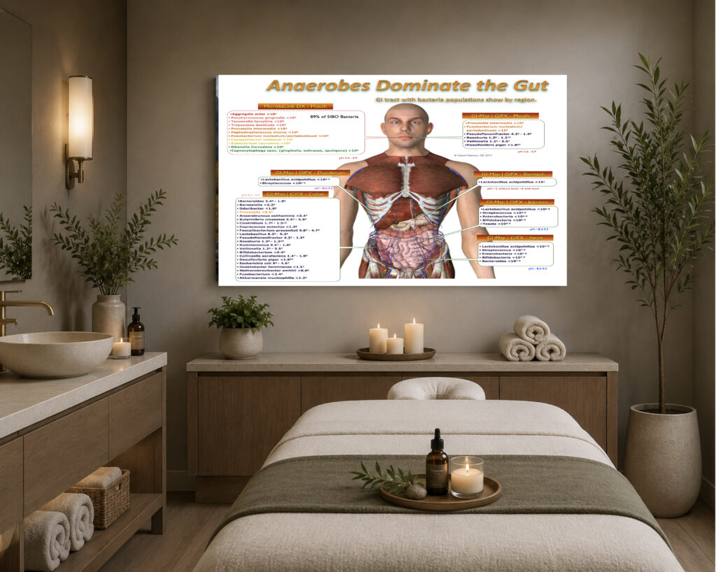 Gut Microbiome Map: Bacteria Populations & pH Regions